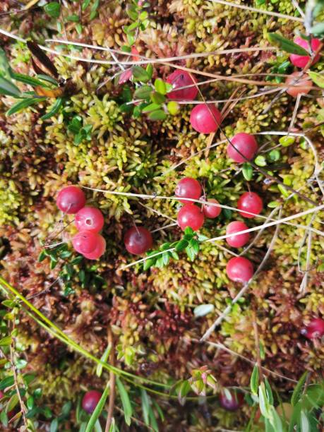 istock Cranberries in the marsh with green vegetation 1722500688