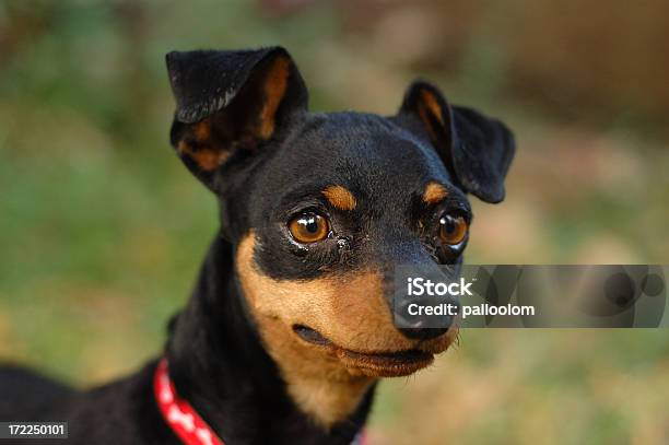 Little Dog Foto de stock y más banco de imágenes de Adulto - Adulto, Amistad, Animal