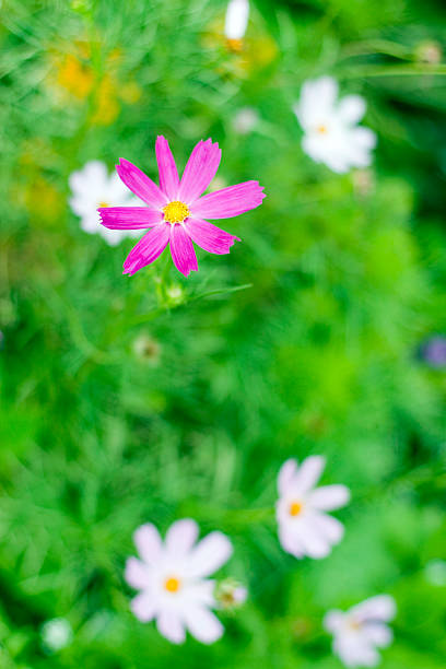 Cosmo Rosa - foto stock