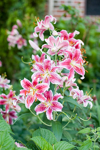 Giglio rosa e bianco - foto stock