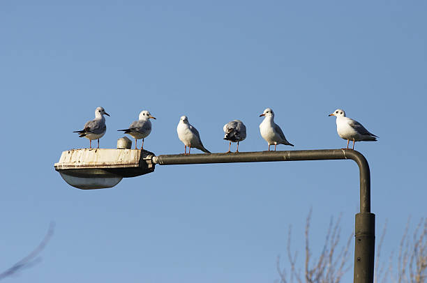 światło lot sześć śmiać się gulls w wierszu - bird animal flock of birds number 6 zdjęcia i obrazy z banku zdjęć
