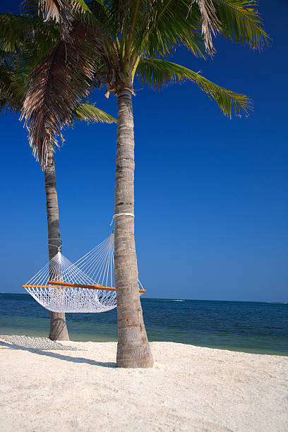 istock palms and hammock at the beach 172250277