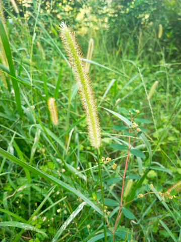 Grass flower is essential for the development of seeds.
