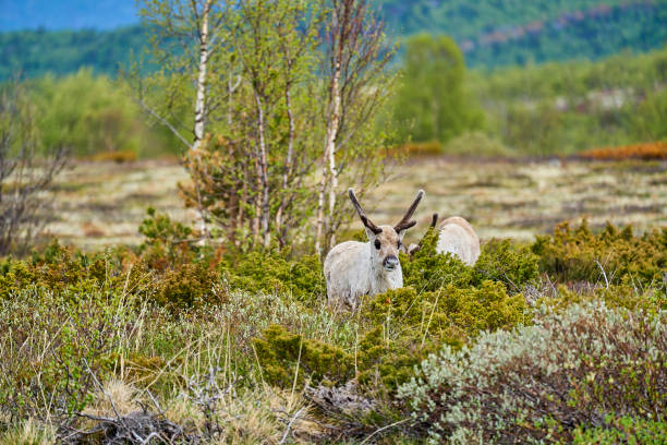 istock European Reindeer, Rangifer tarandus, also Caribou. 1722503138