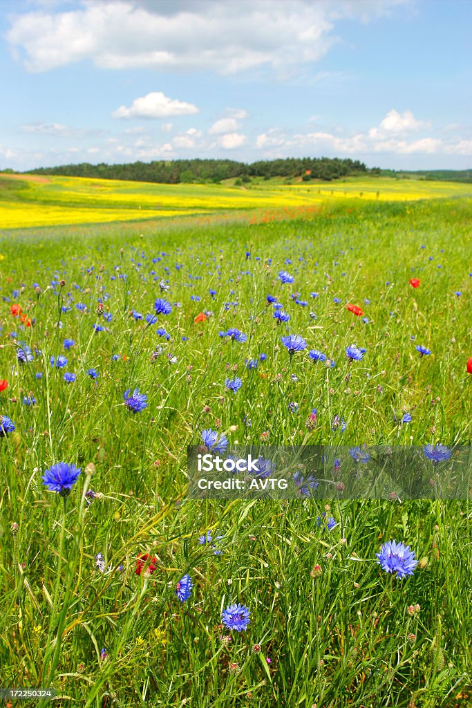 Coloridas verão Meadow - Foto de stock de Centáurea royalty-free