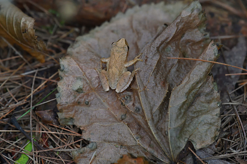 Top view of spring peeper (Pseudacris crucifer) on an autumn leaf on the forest floor in Connecticut, October. A tiny chorus frog with an X on its back (in this case faint). Lives in eastern North America and is known for its distinctive bell-like calls in early spring. Has the ability to change color to match its background. Can resist temperatures that briefly drop well below freezing. With global warming, now it can be heard well into fall and even in the depths of winter.