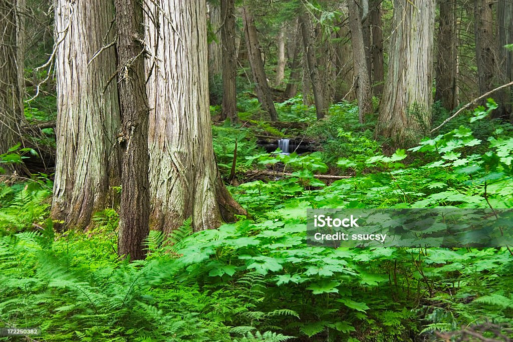 Гора тропический лес - Стоковые фото Без людей роялти-фри