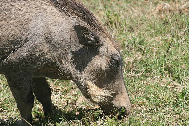 Warthog view from the side stock photo