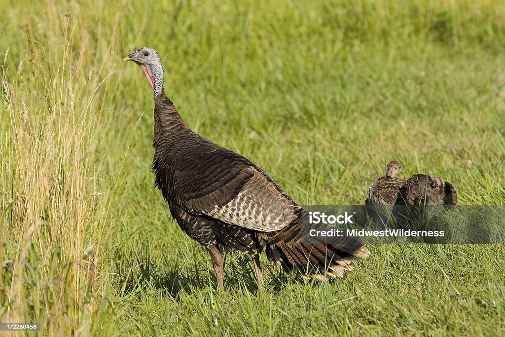 Wild Turkey - Lizenzfrei Iowa Stock-Foto