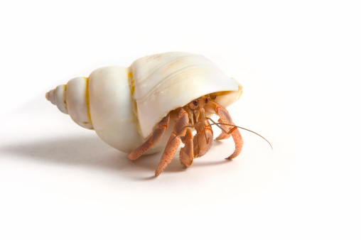 Hermit crab walking. Isolated on a white background.Other shots in this series:
