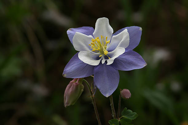 istock rocky mountain columbine 172250610