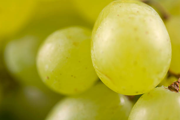 Grapes