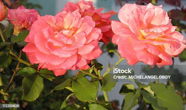 Foto de Pêssego Espectro De Corderosa e mais fotos de stock de Amor - Amor, Beleza, Beleza natural - Natureza