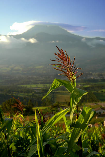 Campi di mais con Vulcano - foto stock