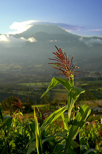 Campos de milho com vulcão - foto de acervo
