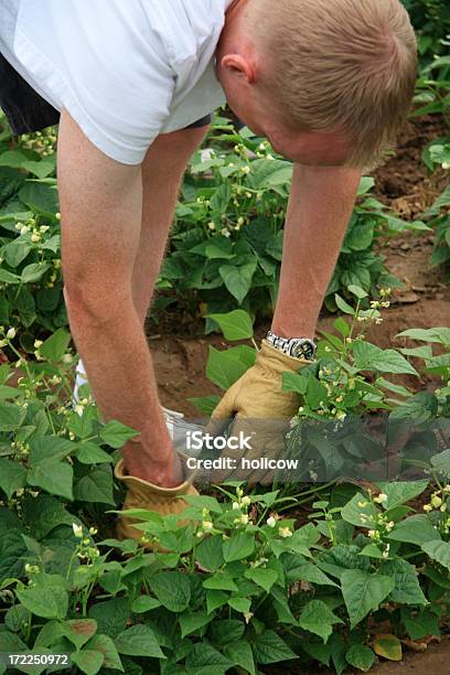 Giardino Di Lavoro - Fotografie stock e altre immagini di Adulto - Adulto, Agricoltore, Agricoltura
