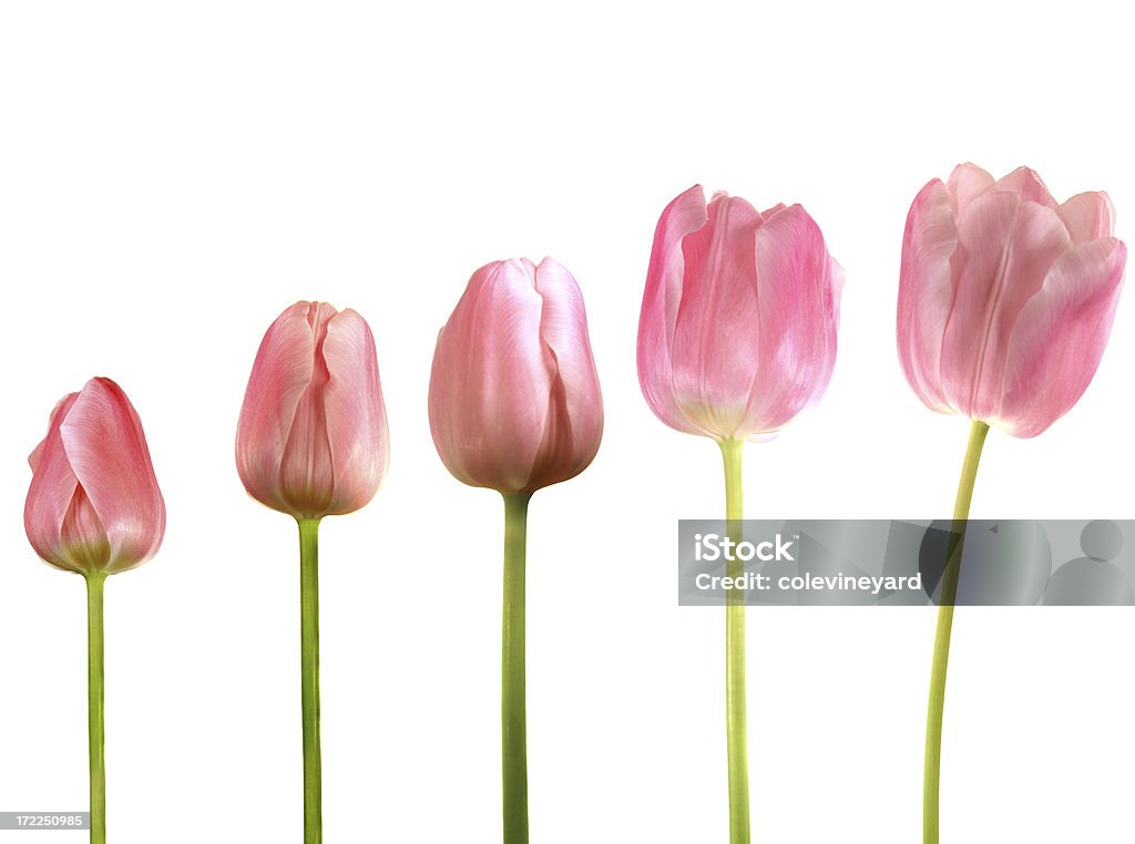 La croissance de la Tulipe - Photo de Beauté libre de droits