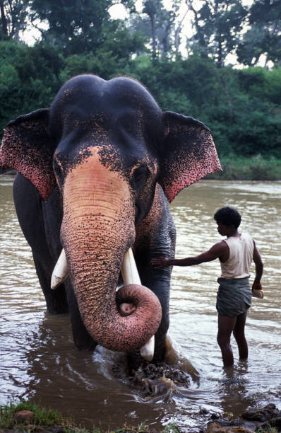 istock Man washing an elephant in a river 3 172251080