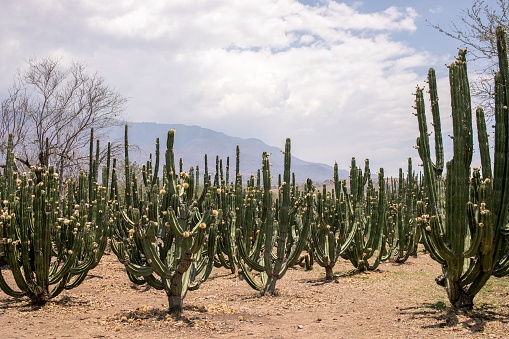 A scenic view of green cactus flowers in Mexico