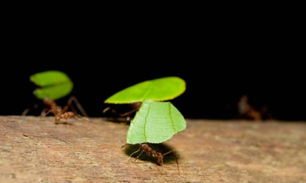 ants cortadora de hojas - determination ant strength effort fotografías e imágenes de stock