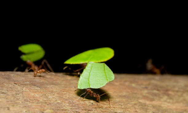 ants tagliafoglie - determination ant strength effort foto e immagini stock