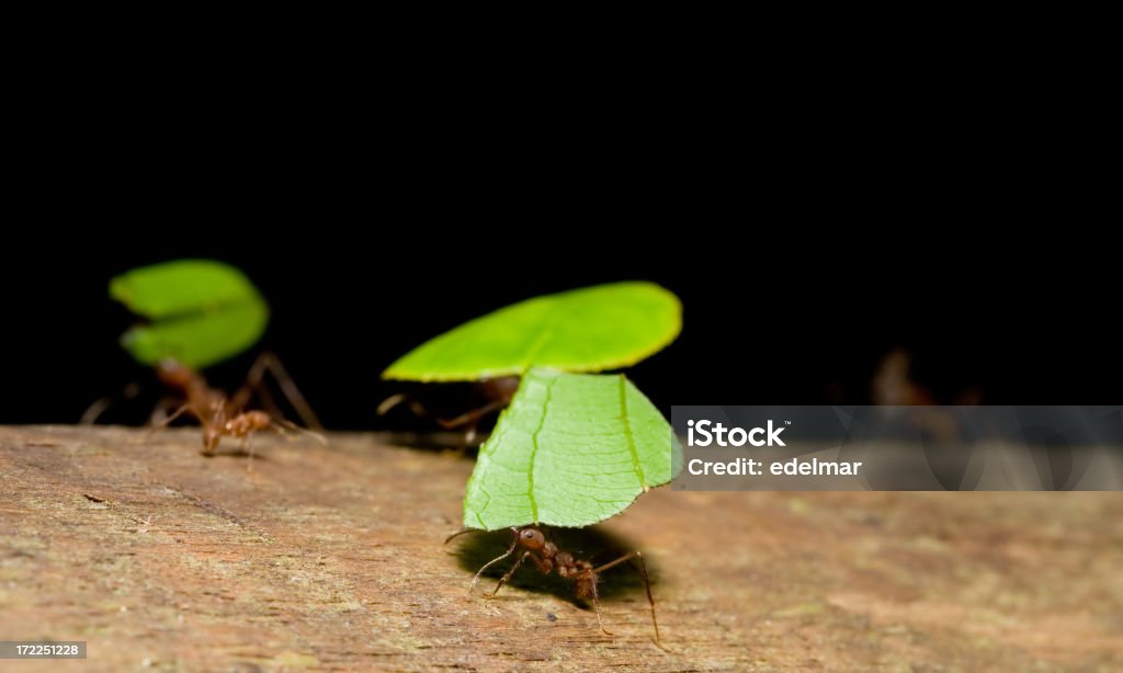 Leaf Frez mrówek. - Zbiór zdjęć royalty-free (Bliskie zbliżenie)