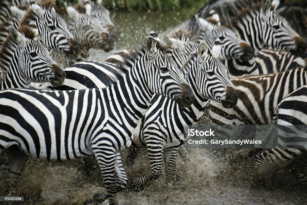 Zebre esecuzione - Foto stock royalty-free di Zebra