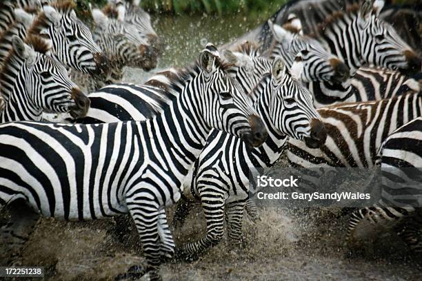 Zebras Biegania - zdjęcia stockowe i więcej obrazów Zebra - Zebra, Biegać, Afryka