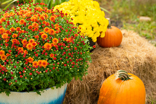 autumn flowers of chrysanthemum mums and pumpkin.