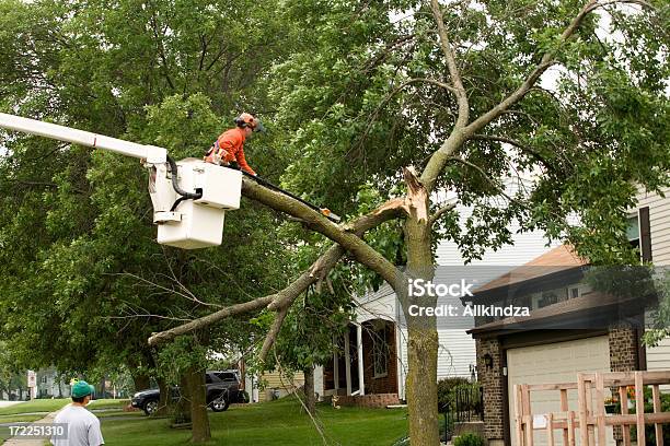 Cięcie Storm Uszkodzone Tree - zdjęcia stockowe i więcej obrazów Drzewo - Drzewo, Piła łańcuchowa, Bezpieczeństwo