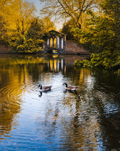 istock Fall scene in  park with two  ducks swimming in pond 1722516187