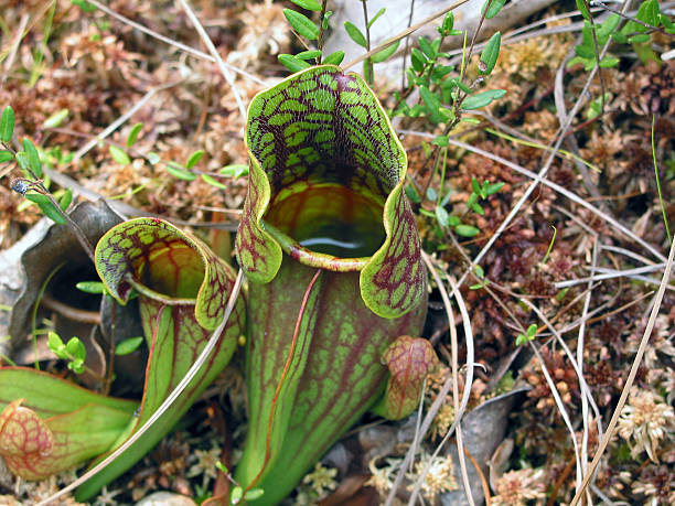 人の植物が、お食事をご用意しています。サラセニア茎・葉のみ ストックフォト