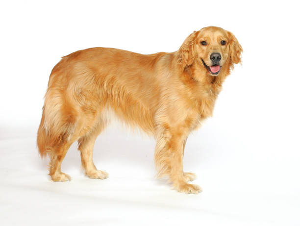 istock Golden Retriever Standing 172251746