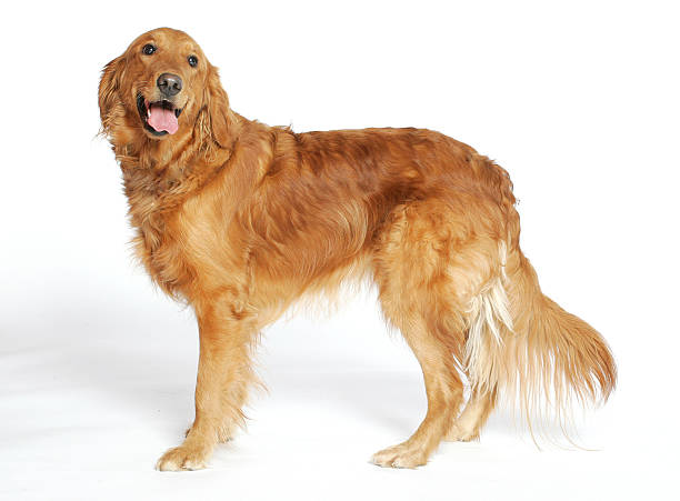 istock Golden Retriever stands 172251750