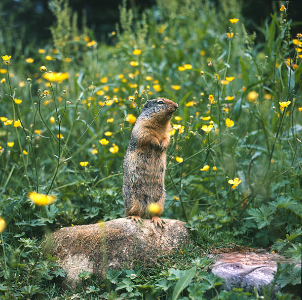 Hoary Marmot stock photo