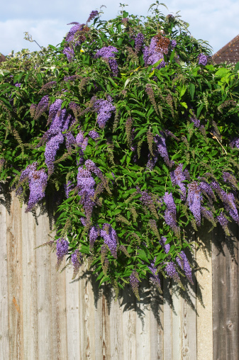 The (Buddleia davidii(/) bush is a butterfly honey-trap, and carries an attractive summer scent. The species was discovered in China in the 1860s by Pere David, and brought to the Jardin des Plantes in Paris. Since then the plant has shown a liking for travelling by train, being widespread along railway lines in many countries.