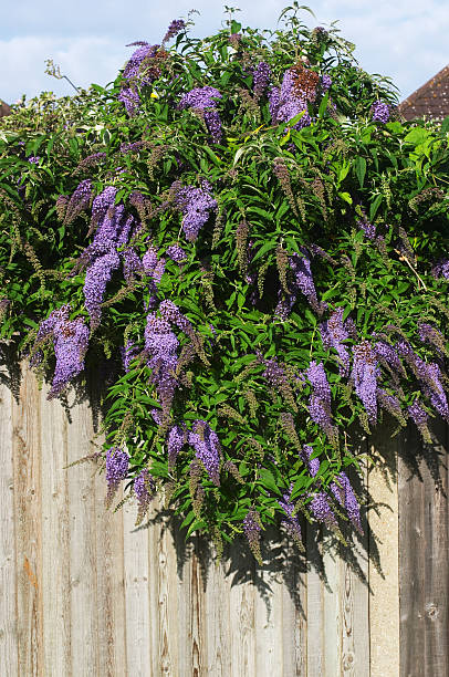 Blossoming summer abundance of Buddleia davidii The (Buddleia davidii(/) bush is a butterfly honey-trap, and carries an attractive summer scent. The species was discovered in China in the 1860s by Pere David, and brought to the Jardin des Plantes in Paris. Since then the plant has shown a liking for travelling by train, being widespread along railway lines in many countries. buddleia blue stock pictures, royalty-free photos & images