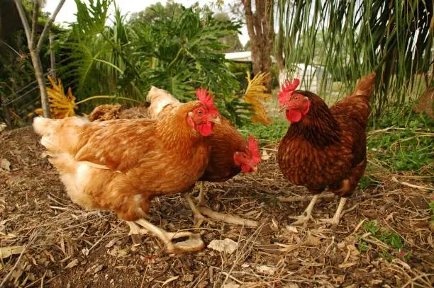 Photo of Free range country hens outdoors scratching on the farm