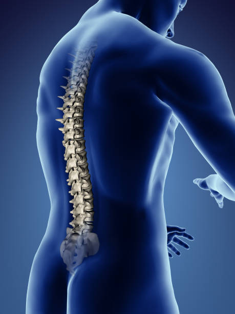 Human spine Human back with visible spine coccyx photos stock pictures, royalty-free photos & images