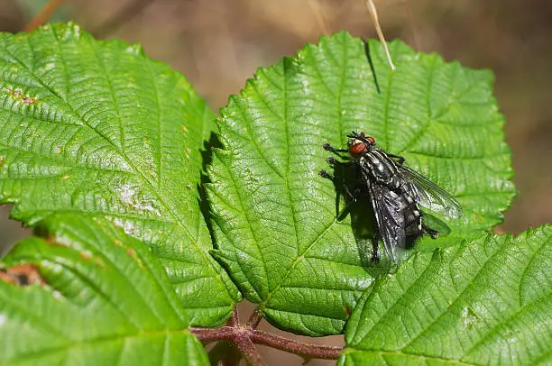 Sun-bathing on a blackberry leaf. Adults feed on nectar, rotting carrion and dung. On the wing throughout the year, they often bask on sunny walls in winter. Females give birth to active grubs that feed in carrion and dung. A common fly with multiple abilities..