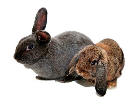Two rabbits, isolated on a white background.  Horizontal with copy space.