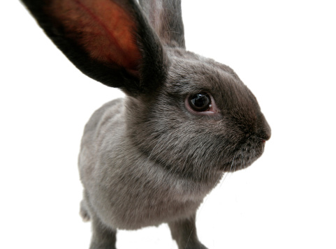 Wide angle close up of gray rabbit, isolated on a white background. He appears to be listening or evesdropping. Horizontal with copy space.