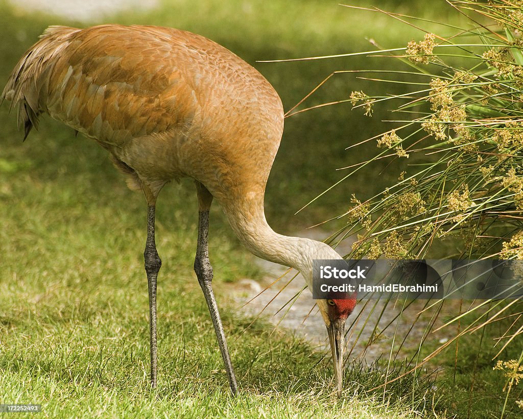 Grou Canadense - Foto de stock de Animal royalty-free