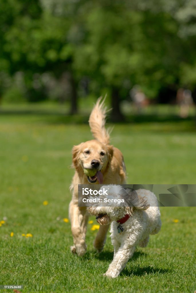 遊ぶ犬 - 犬のロイヤリティフリーストックフォト