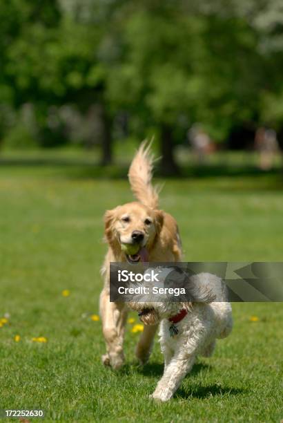 Играет Собак — стоковые фотографии и другие картинки Собака - Собака, Два животных, Играть