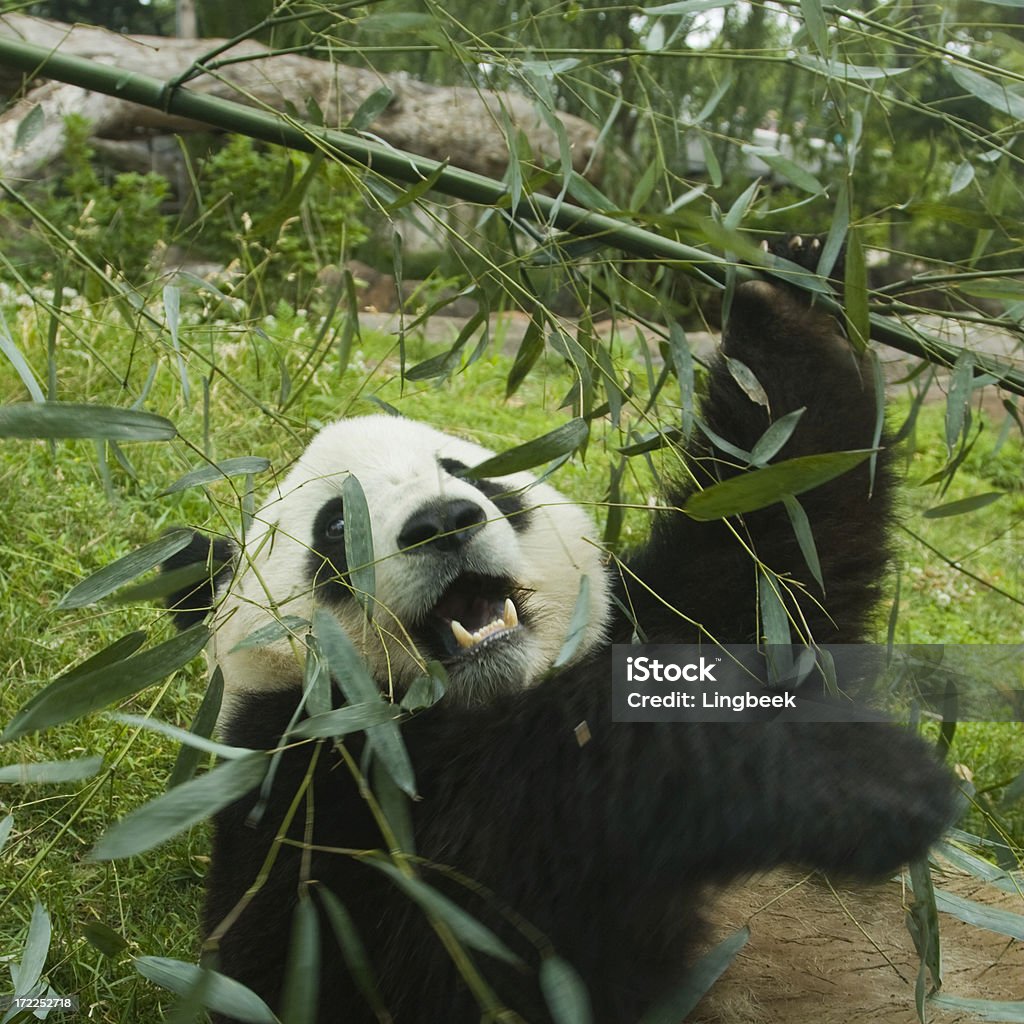 Panda-gigante e Bambu - Royalty-free Alimentar Foto de stock