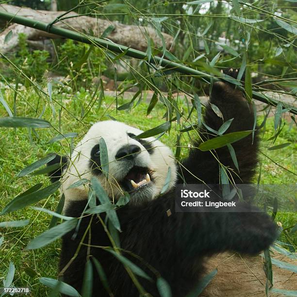 Foto de Giant Panda E Bambu e mais fotos de stock de Alimentar - Alimentar, Animais em Extinção, Animal