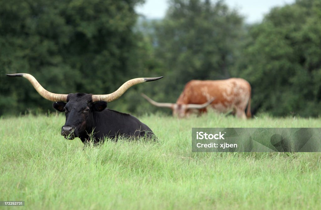 Longhorns del due - Foto stock royalty-free di Agricoltura