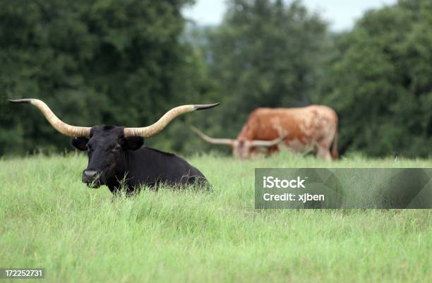 Longhorns Del Due - Fotografie stock e altre immagini di Agricoltura - Agricoltura, Ambientazione esterna, Animale