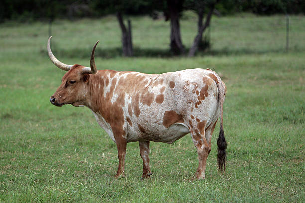 коричневый и белый longhorn - bull texas longhorn cattle horned white стоковые фото и изображения